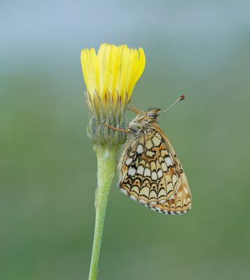 Woudparelmoervlinder / False Heath Fritillary