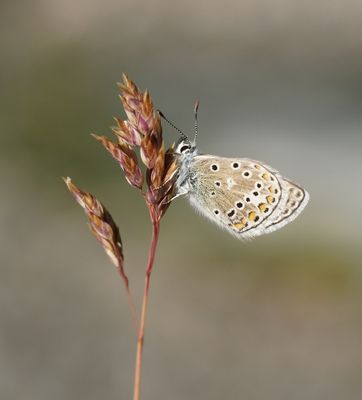 Vlaggewikkeblauwtje / Eros Blue