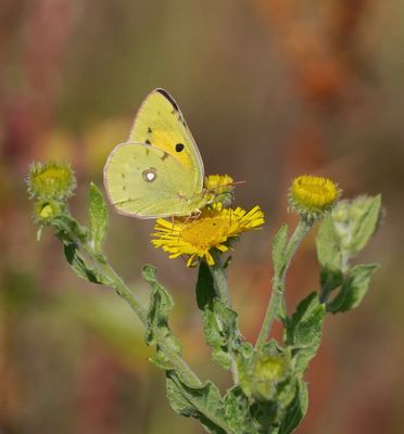 :: Gele Luzernevlinder / Pale Clouded Yellow ::
