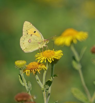 Oranje Luzerne / Clouded Yellow
