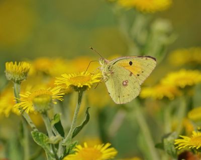 Oranje Luzerne / Clouded Yellow
