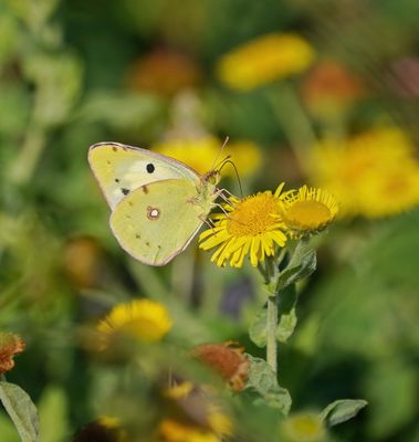 Oranje Luzernevlinder (Foma helice) / Clouded yellow (Foma helice)