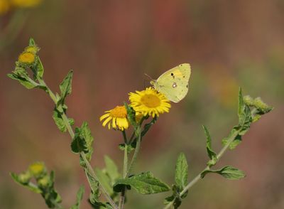 Oranje Luzerne / Clouded Yellow