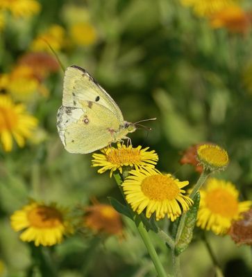 Gele Luzernevlinder / Pale Clouded Yellow