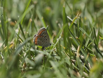 Mediterraan Icarusblauwtje / Southern Blue or Austaut's Blue