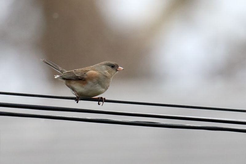 Snowbird