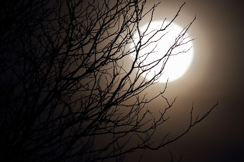 Behind the Branches