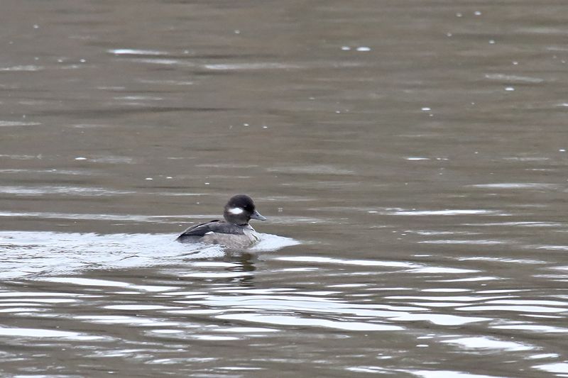 Mrs. Bufflehead