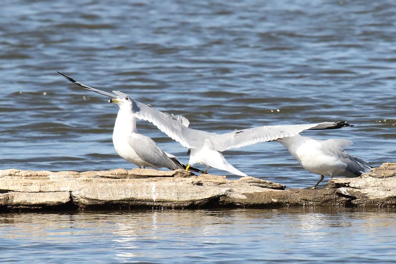 Low Landing