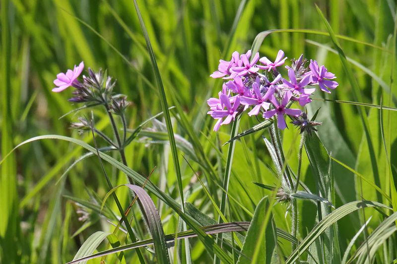Phlox on the Priairie