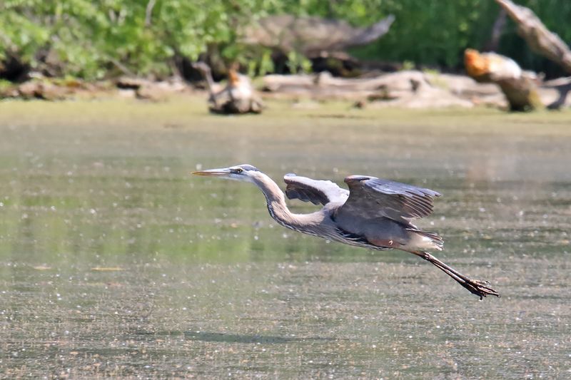 Landing on the Lake