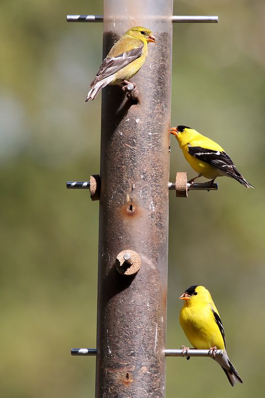 Full Feeder