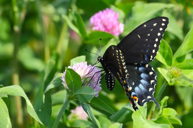 Nipping Nectar