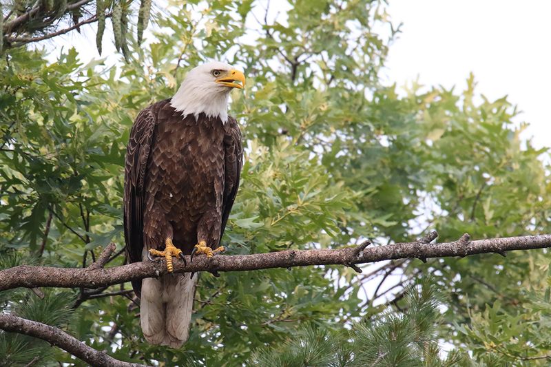 Perched in a Pine