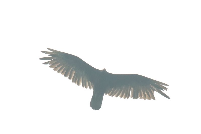 Flying in a Haze