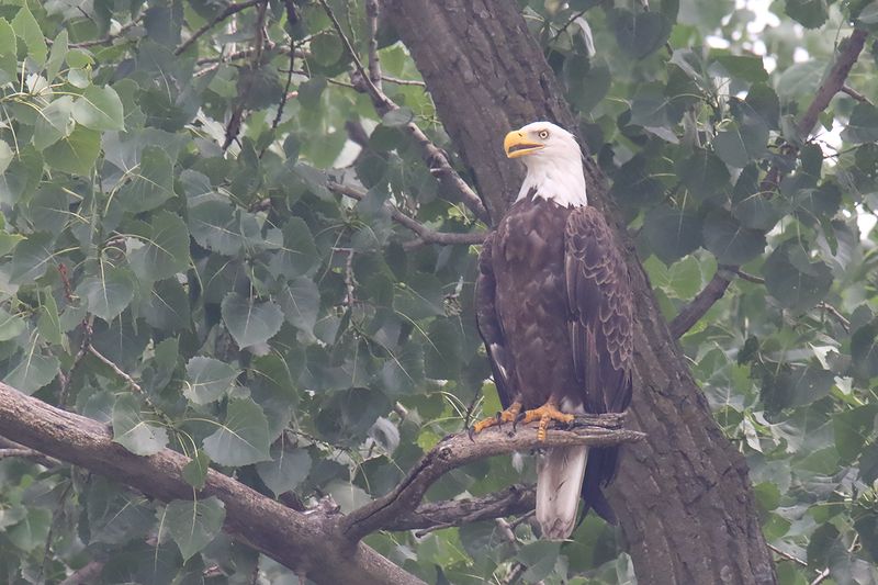 Perched in the Haze