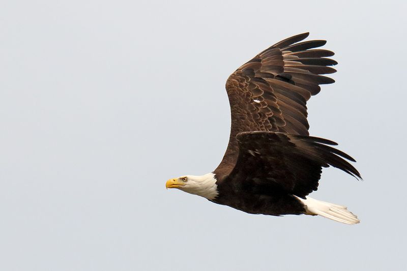 Concentrated Flight