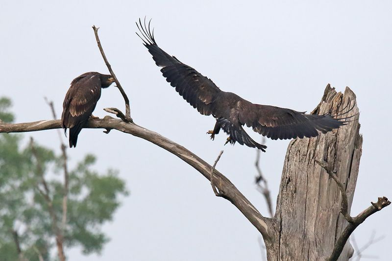 Looking to Land