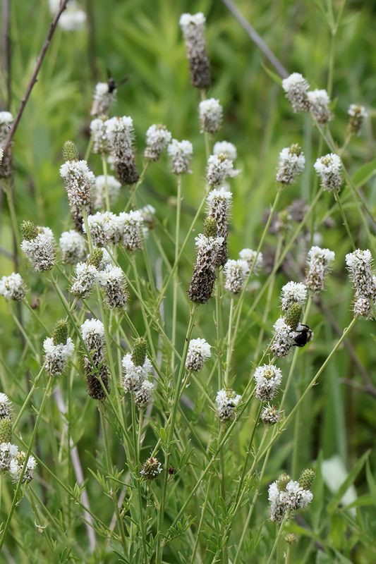 White Clover