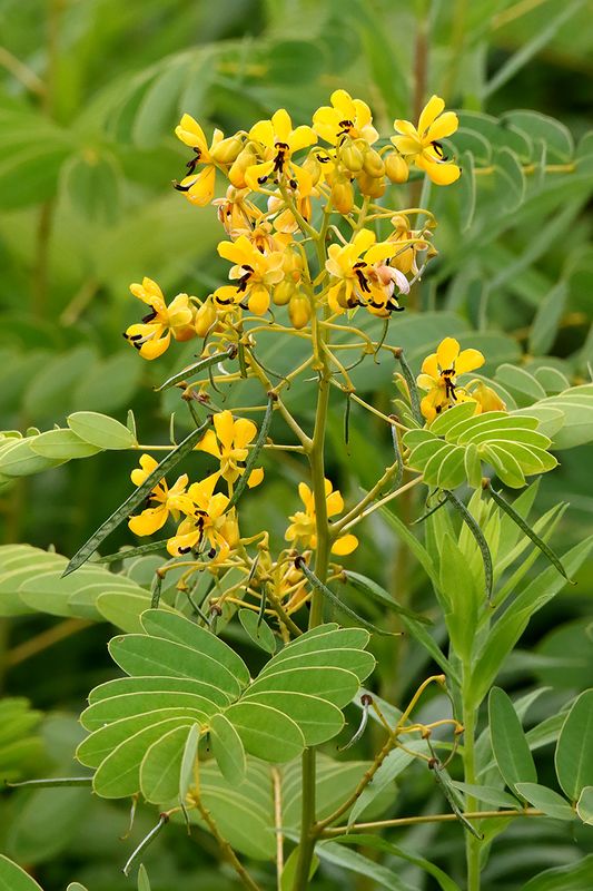 Yellow Legume