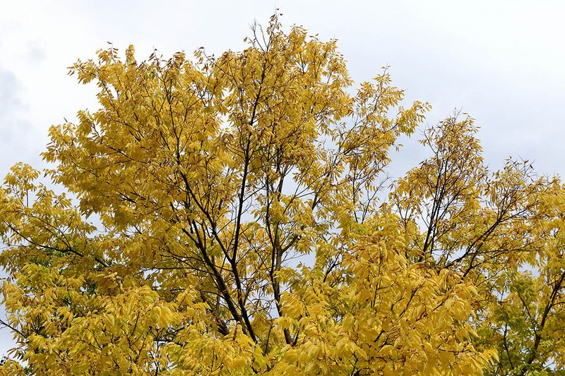 Early Autumn