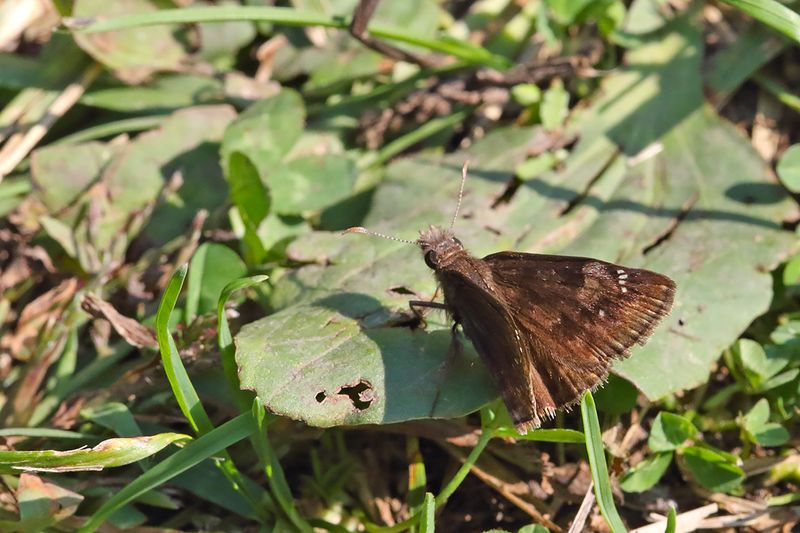 Fall Butterfly