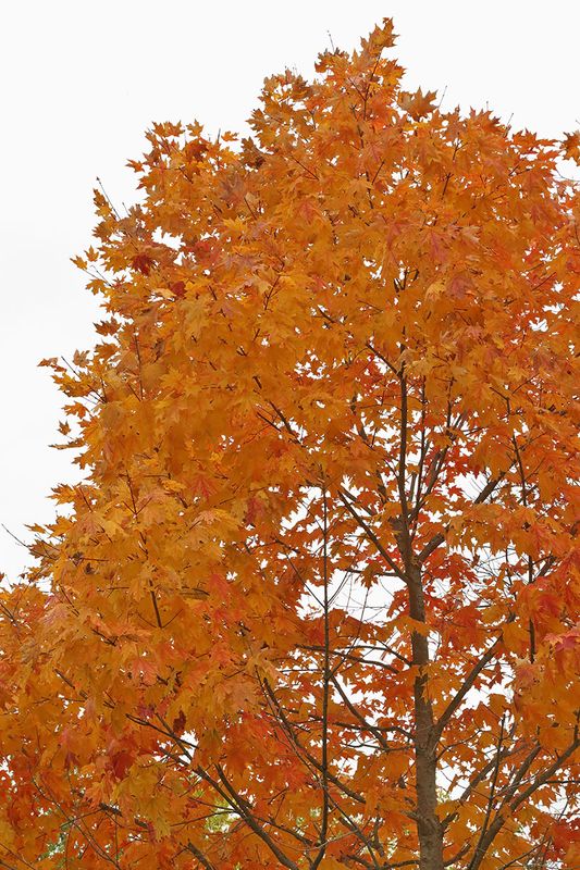 Color Catching