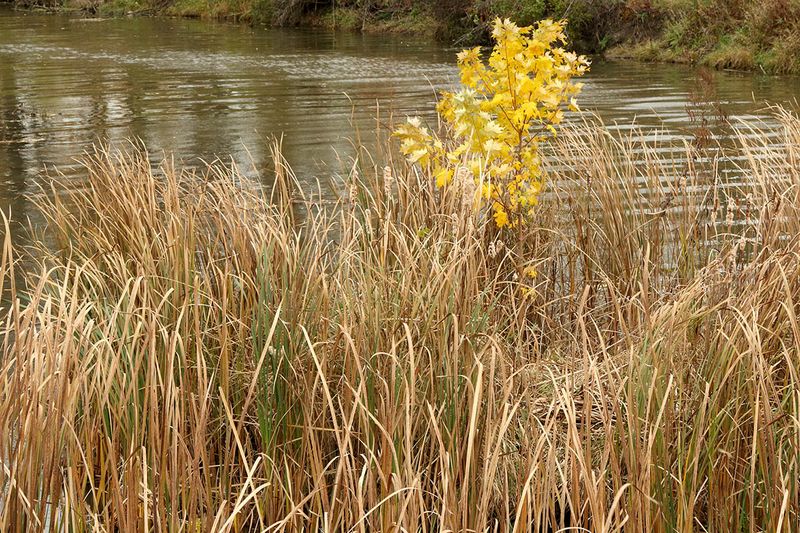 Fall by the Creek