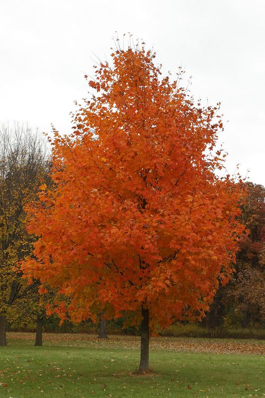 October Orange