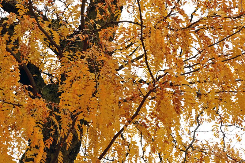 Autumn Locust