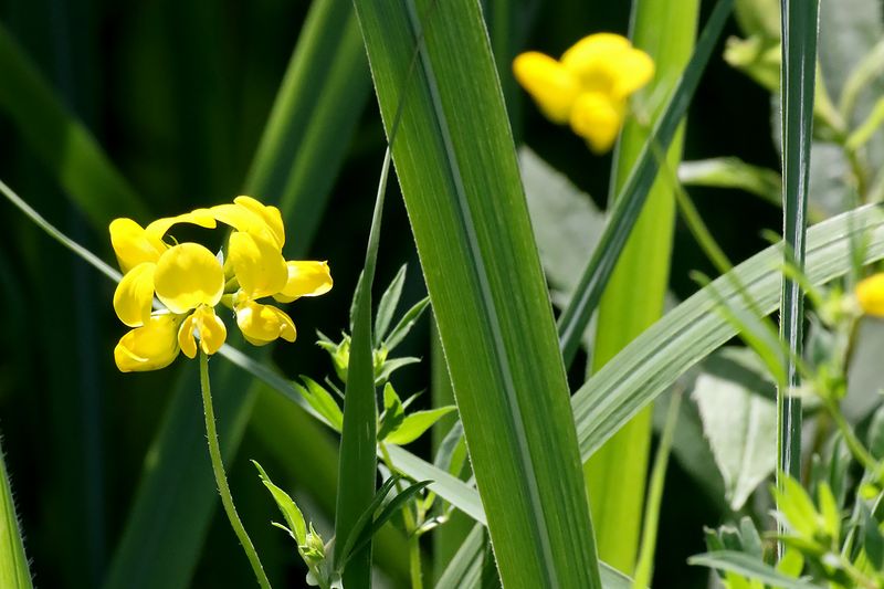 Yellow Bird
