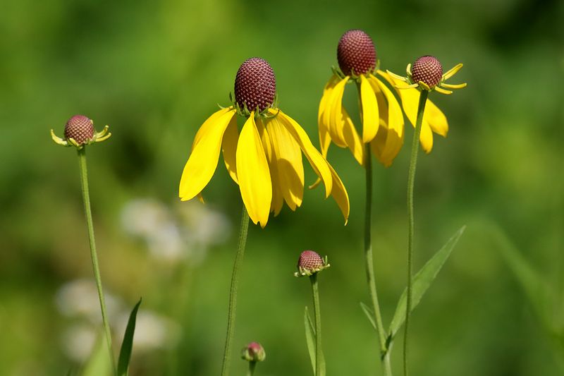 Prairie Cones