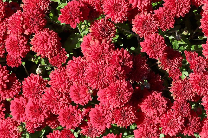 Mums the Word