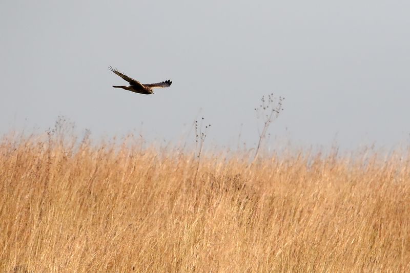 Prairie Hunter