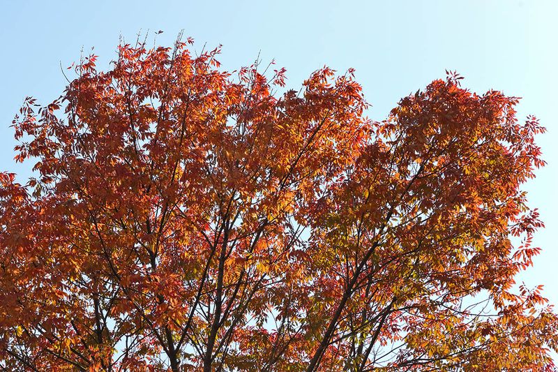 Autumn Ash