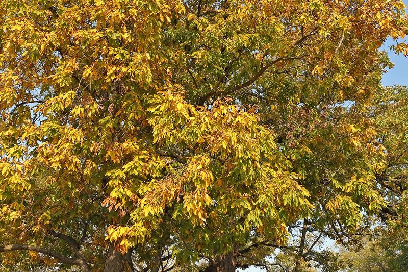 Golden Hickory