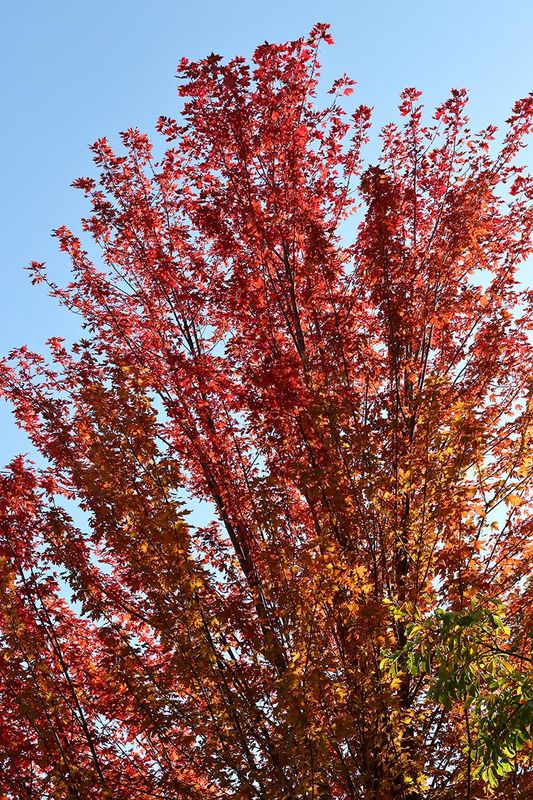 Fall in Festival Park