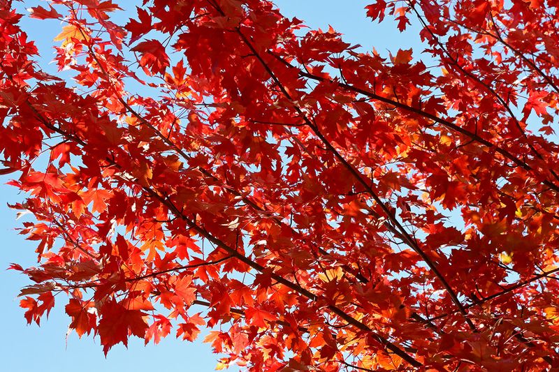 Red Overhead