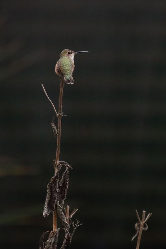 Western Visitor