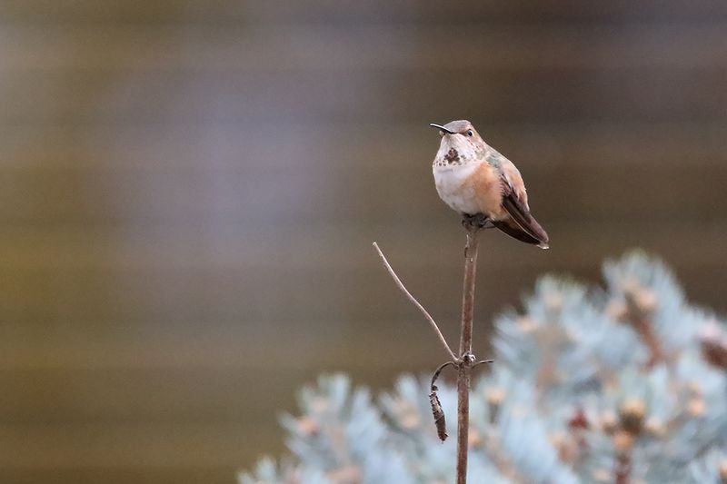 Sitting on a Stick