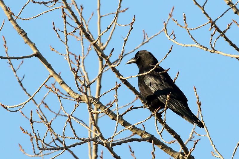 Casing Crow