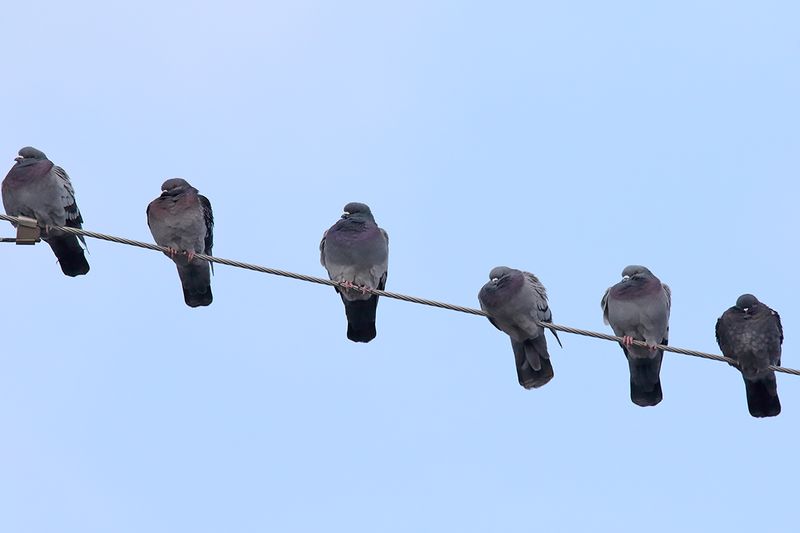 Tired on the Wire