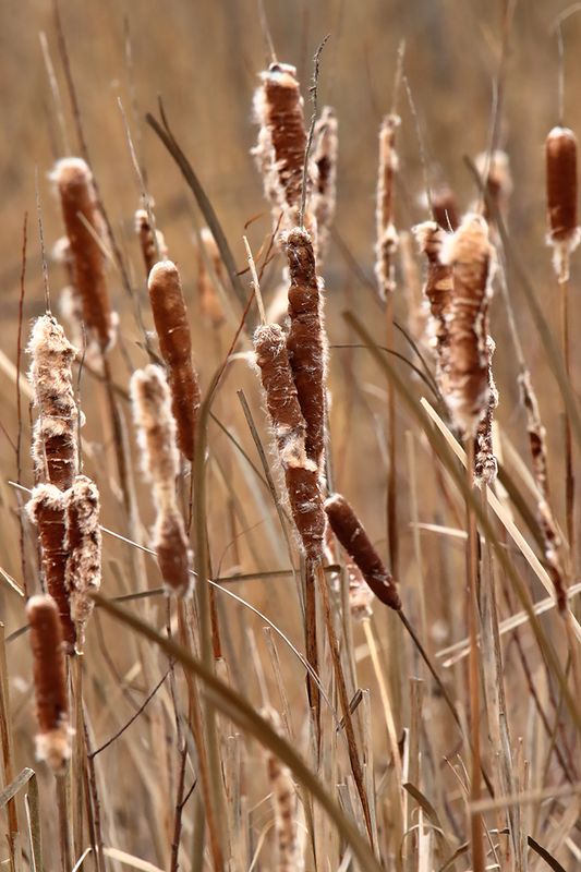 Cattail Tan