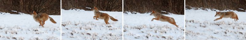 Move Along Little Doggie
