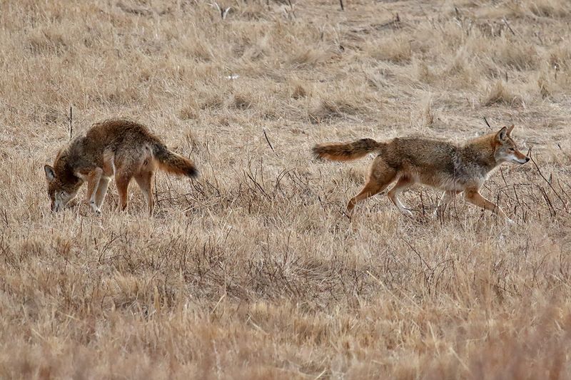 Looking for Lunch