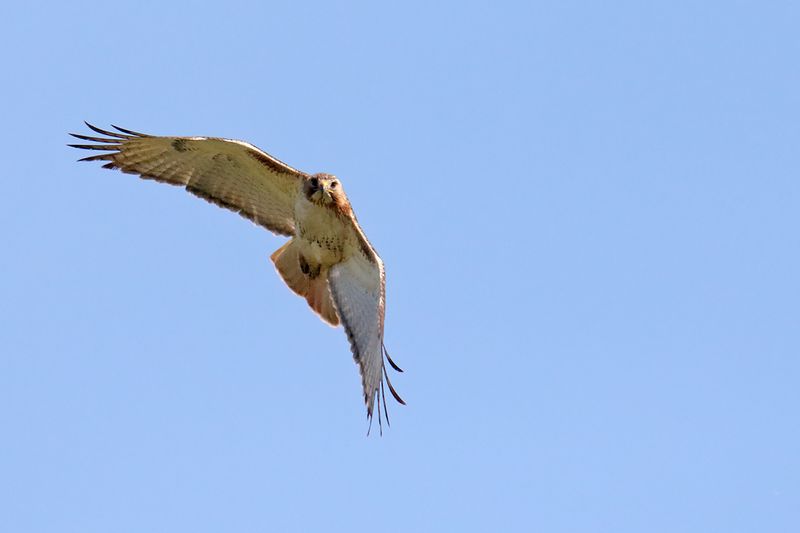 Hunting Above
