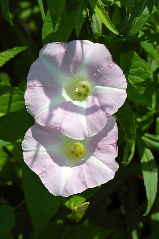 June Bloom