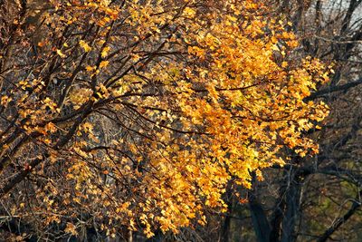 Last of the Leaves