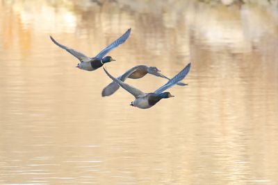 Mallards on the Move