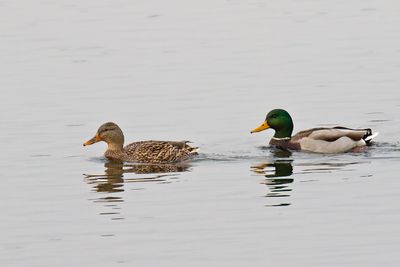 Mallards on the Fox